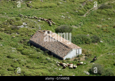 Blick nach unten: Griechischer Hirten auf Esel sammelt sein Vieh zu einem lokalen Architektur-Schuppen in abgelegenen Fakos Gegend, Limnos, GR Stockfoto