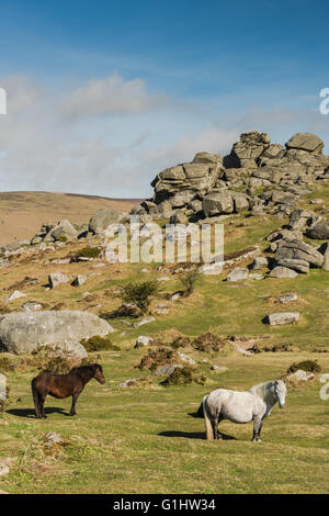 Wilde Ponys Weiden vor Granit Tor im Dartmoor National Park, Devon, UK Stockfoto