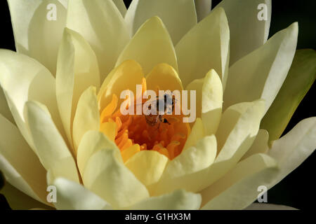 Öffnen gelbe Seerose Blume mit einer Biene, Makro Stockfoto