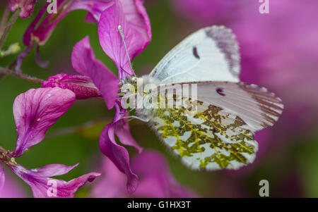 Orange-Tip Schmetterling (Anthocaris Cardamines) - weibliche Fütterung auf Ehrlichkeit Blumen Stockfoto