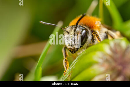 Frühe Mining Bee (Andrena Haemorrhoa) Stockfoto