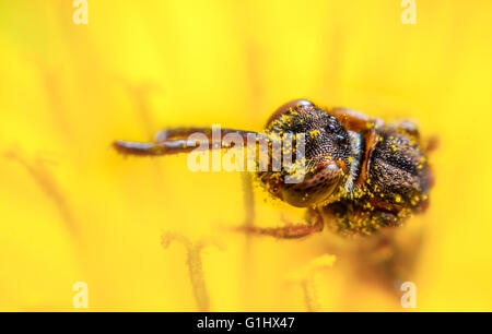 Die kleine Kuckuck Biene, Nomada Flavoguttata auf eine Blume Löwenzahn Stockfoto