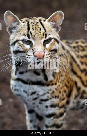 Ozelot - brasilianische männlichen Ozelot Stockfoto