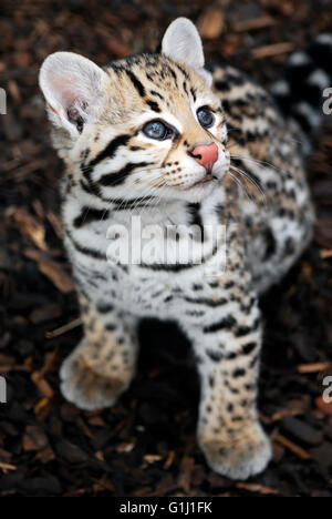 Ozelot Cub - brasilianische Ocelot Kätzchen nachschlagen Stockfoto