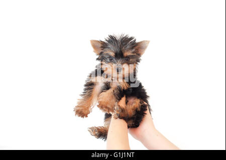 Menschliche Hände heben ein Yorkie Hündchen in Luft Stockfoto