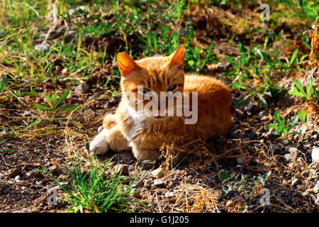 Eine Katze sitzt auf einem Forest lawn Stockfoto