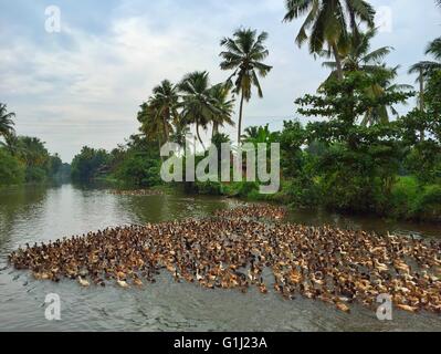 Entenfarm, Allepey, Kerala, Malabar Coast, Indien Stockfoto