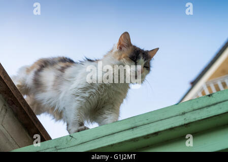 Hauskatze, Prag, Tschechische Republik Stockfoto