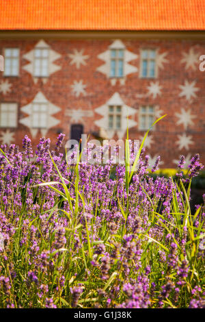 Bild von Lavendel wächst im Schlossgarten am Krapperup, Schweden. Stockfoto