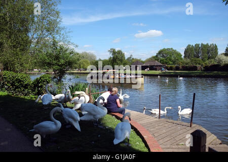 -Upon-Avon, England, Vereinigtes Königreich; 16. Mai 2016. Ein schöner Tag zu füttern, werden Schwäne nach unten durch den Fluß Avon in Stratford. Bildnachweis: Andrew Lockie/Alamy Live-Nachrichten Stockfoto