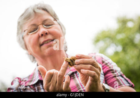 Münsingen, Gemrany. 10. Mai 2016. Schnecke Züchter Rita Goller züchtet Weinrebe Schnecken auf ihrem Gartengrundstück in Münsingen, Gemrany, 10. Mai 2016. Goller hält über 40.000 Tiere in ihrer Garde. Foto: CHRISTOPH SCHMIDT/Dpa/Alamy Live News Stockfoto