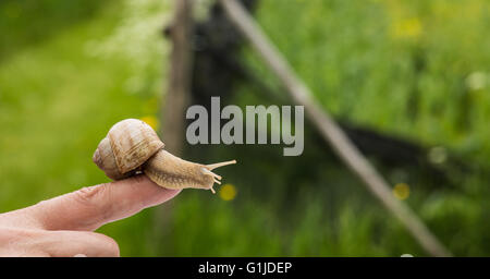 Münsingen, Gemrany. 10. Mai 2016. Schnecke Züchter Rita Goller züchtet Weinrebe Schnecken auf ihrem Gartengrundstück in Münsingen, Gemrany, 10. Mai 2016. Goller hält über 40.000 Tiere in ihrer Garde. Foto: CHRISTOPH SCHMIDT/Dpa/Alamy Live News Stockfoto