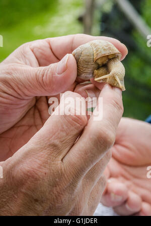 Münsingen, Gemrany. 10. Mai 2016. Schnecke Züchter Rita Goller züchtet Weinrebe Schnecken auf ihrem Gartengrundstück in Münsingen, Gemrany, 10. Mai 2016. Goller hält über 40.000 Tiere in ihrer Garde. Foto: CHRISTOPH SCHMIDT/Dpa/Alamy Live News Stockfoto