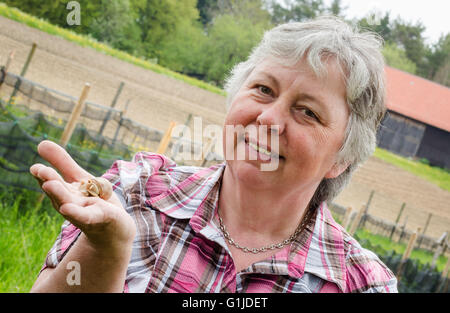 Münsingen, Gemrany. 10. Mai 2016. Schnecke Züchter Rita Goller züchtet Weinrebe Schnecken auf ihrem Gartengrundstück in Münsingen, Gemrany, 10. Mai 2016. Goller hält über 40.000 Tiere in ihrer Garde. Foto: CHRISTOPH SCHMIDT/Dpa/Alamy Live News Stockfoto