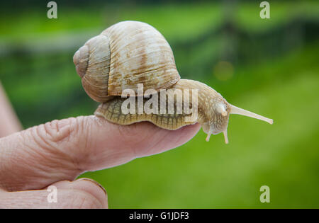 Münsingen, Gemrany. 10. Mai 2016. Schnecke Züchter Rita Goller züchtet Weinrebe Schnecken auf ihrem Gartengrundstück in Münsingen, Gemrany, 10. Mai 2016. Goller hält über 40.000 Tiere in ihrer Garde. Foto: CHRISTOPH SCHMIDT/Dpa/Alamy Live News Stockfoto