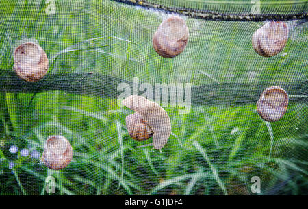 Münsingen, Gemrany. 10. Mai 2016. Schnecke Züchter Rita Goller züchtet Weinrebe Schnecken auf ihrem Gartengrundstück in Münsingen, Gemrany, 10. Mai 2016. Goller hält über 40.000 Tiere in ihrer Garde. Foto: CHRISTOPH SCHMIDT/Dpa/Alamy Live News Stockfoto