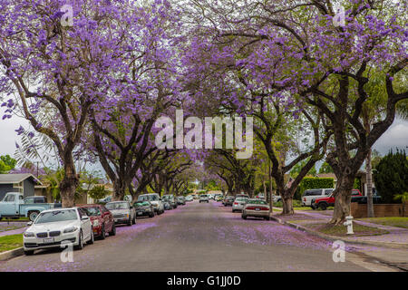 (Jacaranda Mimosifolia) Bunte Jacaranda subtropische Bäume säumen eine Wohnstraße in Santa Ana, Kalifornien Stockfoto