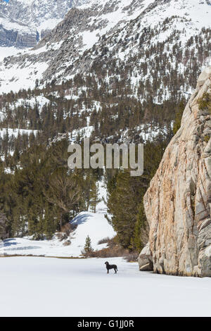 Ein winter Szene eines jungen Gordon Setter Welpen mit großen natürlichen Boden zurück im Schnee der östlichen Sierra Nevada Bergen in Kalifornien USA Stockfoto