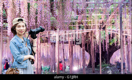 Der Frühling Blumen Serie, Glyzinien Spalier im Garten Stockfoto