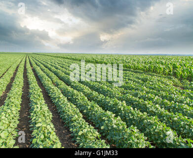 Soja Feld reifenden, landwirtschaftliche Landschaft Stockfoto