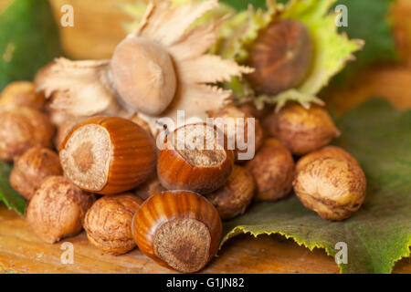 Haselnüsse auf Tischplatte Stockfoto