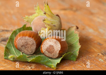 Haselnüsse auf Holztisch Stockfoto