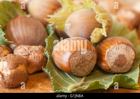 Haselnüsse Früchte auf hölzernen Tischplatte Stockfoto