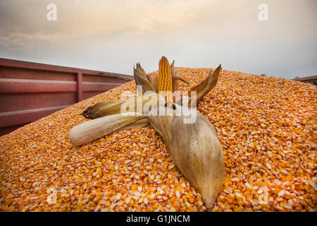 Mais-Ohren auf Maissaatgut in Traktoranhänger zum Transport bereit. Stockfoto