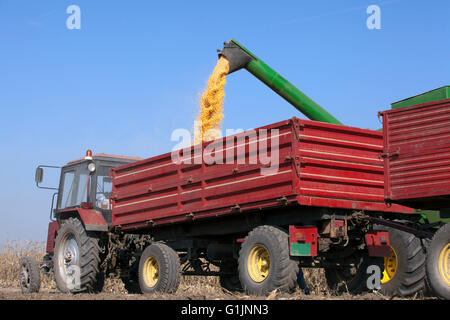 Kombinieren Sie Harvester entlädt Mais Mais Samen in Traktoranhänger Stockfoto