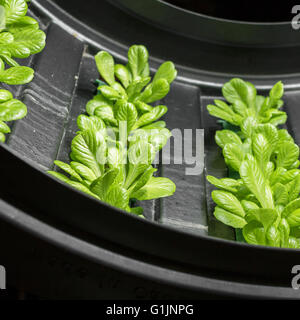 Salat-Anbau in kreisförmigen System im innen- Stockfoto