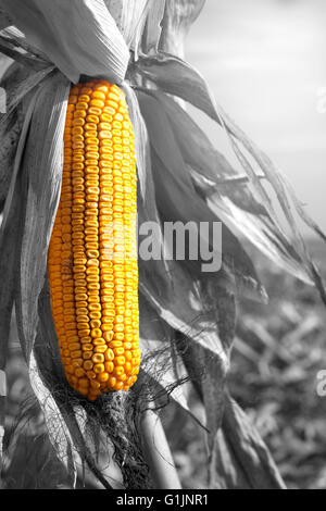 Reifer Mais Maispflanze auf Feld bereit zu ernten. Zea Mays Subspecies mays Stockfoto