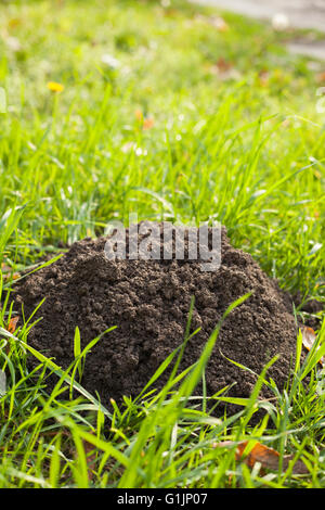 Ein Maulwurf Loch in Grasgrün Stockfoto