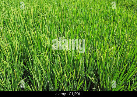 Reifende Reispflanzen Paddy in Feld aus Indien Stockfoto