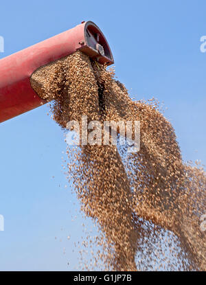 Harvester entlädt erntefrisch Weizenkörner zu kombinieren Stockfoto
