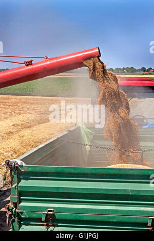 Kombinieren Sie Mähdrescher entlädt erntefrisch Weizenkörner in Traktoranhänger Stockfoto