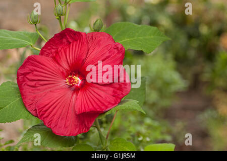 Rote Hibiscus Blume im Garten Stockfoto