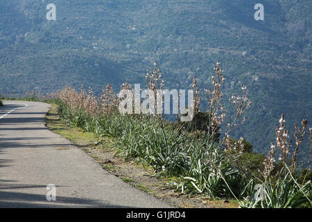 Gemeinsamen Asphodel Asphodelus Aestivus wächst auf am Straßenrand in der Nähe von Valpajola Korsika Frankreich Stockfoto