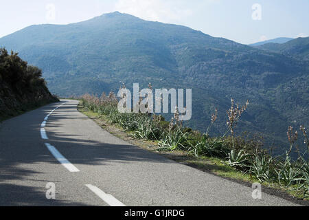 Gemeinsamen Asphodel Asphodelus Aestivus wächst auf am Straßenrand in der Nähe von Valpajola Korsika Frankreich Stockfoto