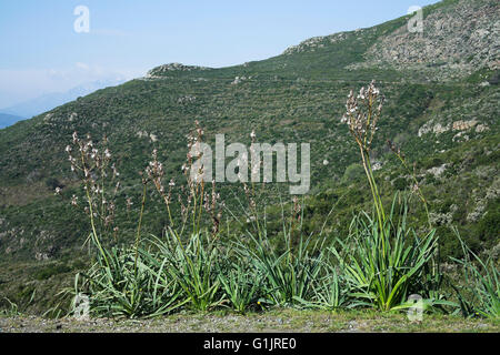 Gemeinsamen Asphodel Asphodelus Aestivus wächst auf am Straßenrand in der Nähe von Valpajola Korsika Frankreich Stockfoto