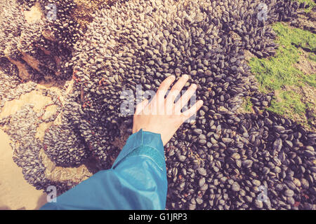 Die Hand einer Frau ist einige Muscheln wachsen auf einem Felsen berühren Stockfoto