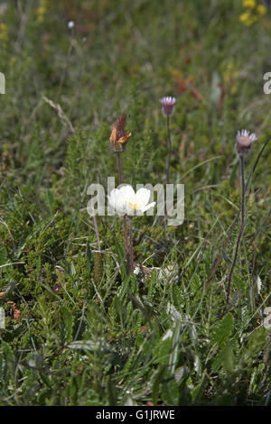 Mountain Avens Dryas Octopetala Island Juli 2009 Stockfoto