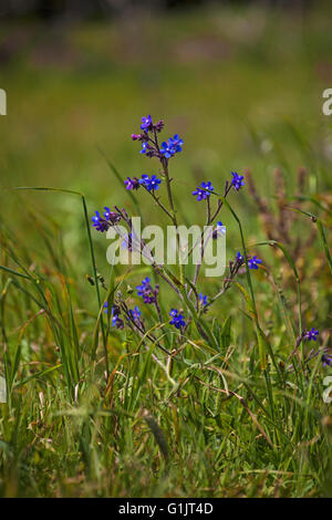 Große blaue Alkanet Ochsenzungen Azurea in der Nähe von Carapateira Portugal Stockfoto