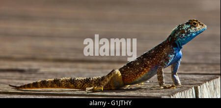 Acanthocercus Atricollis, blau geleitet Baum Agama Agama südlichen Baum Stockfoto