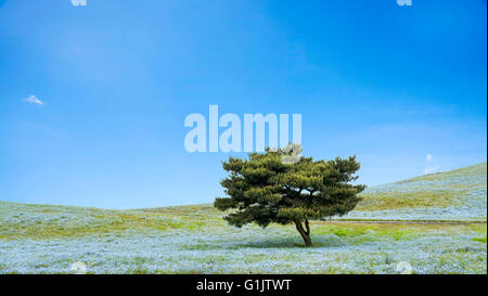 Die Imageing aus Bergen, Baum und Nemophila bei Hitachi Seaside Park im Frühjahr bei blauem Himmel in Ibaraki, Japan Stockfoto