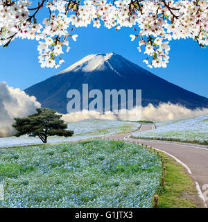 Die Imageing aus Bergen, Baum und Nemophila bei Hitachi Seaside Park im Frühjahr bei blauem Himmel in Ibaraki, Japan Stockfoto