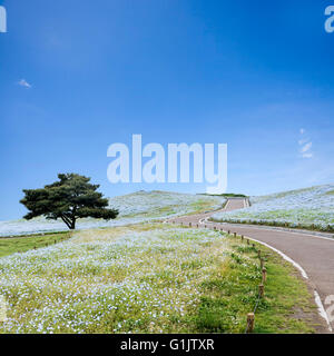 Die Imageing aus Bergen, Baum und Nemophila bei Hitachi Seaside Park im Frühjahr bei blauem Himmel in Ibaraki, Japan Stockfoto