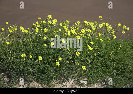 Bermuda Buttercup Oxalis Pes-Caprae in der Nähe von Castro Verde, Portugal Stockfoto