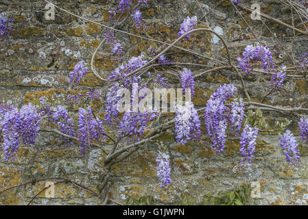 Wisteria Sinensis wächst gegen eine Steinmauer. Stockfoto