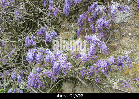 Wisteria Sinensis wächst gegen eine Steinmauer. Stockfoto