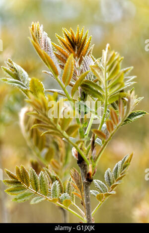 Sorbus Aucuparia, Vogelbeere und Eberesche genannt. Stockfoto